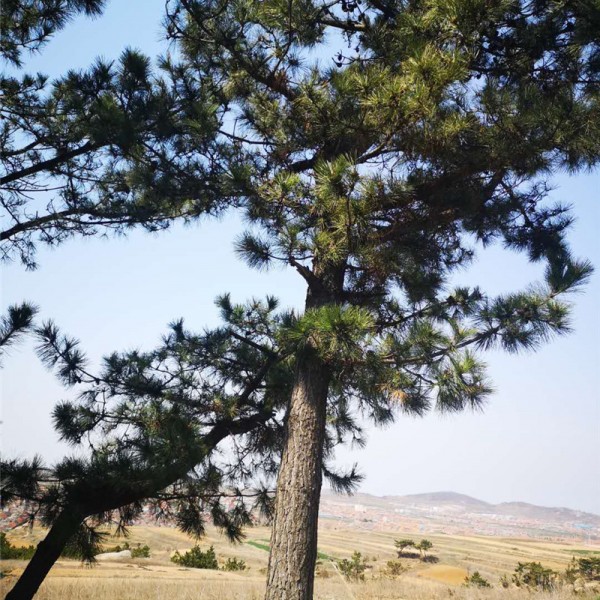 黑松