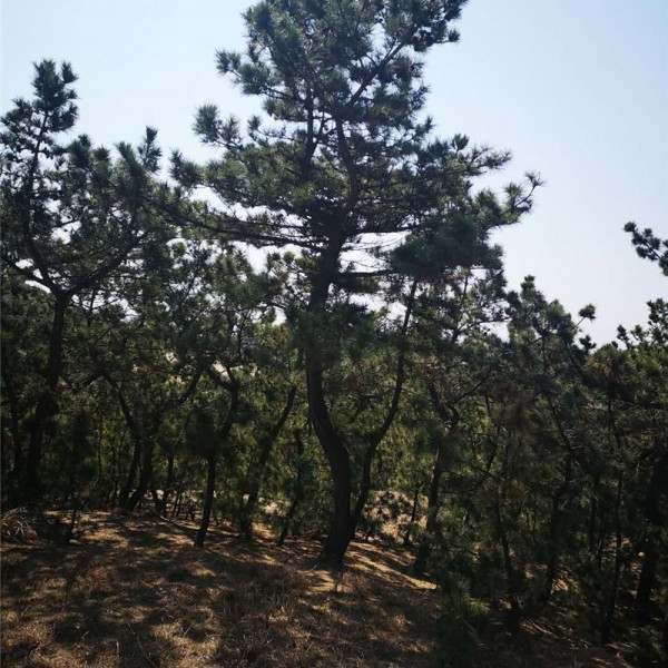 黑松