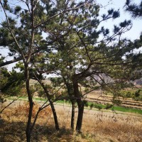 黑松