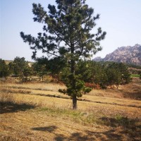 黑松