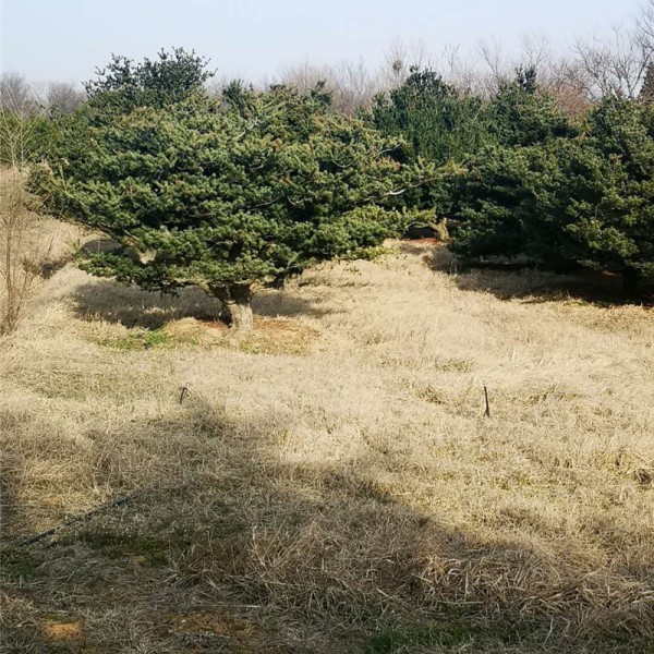 黑松