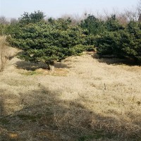 黑松