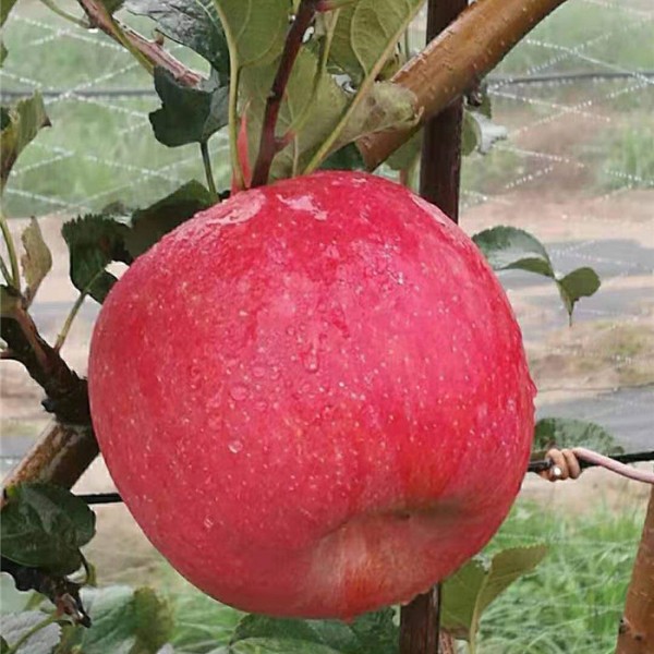 苹果苗