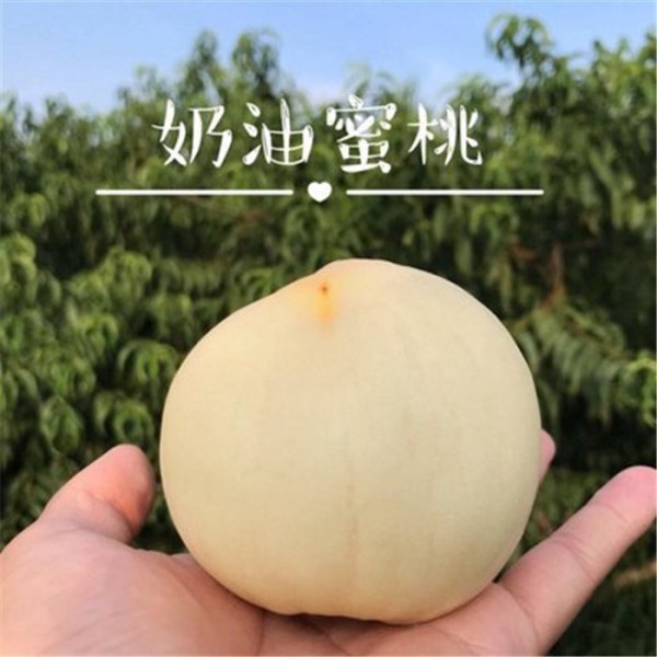 桃苗