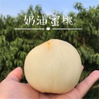 桃苗