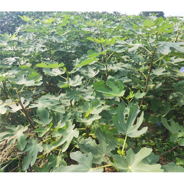 无花果苗