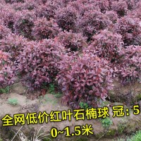 红叶石楠球