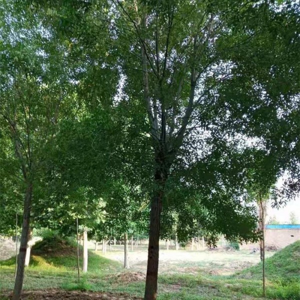 苗木基地