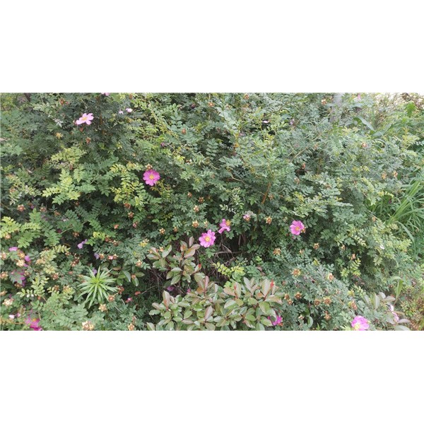 红刺玫