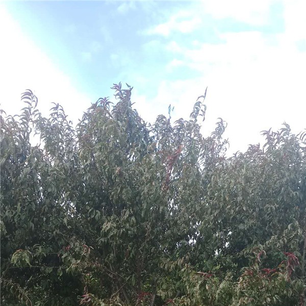 红叶碧桃