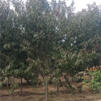 红叶碧桃