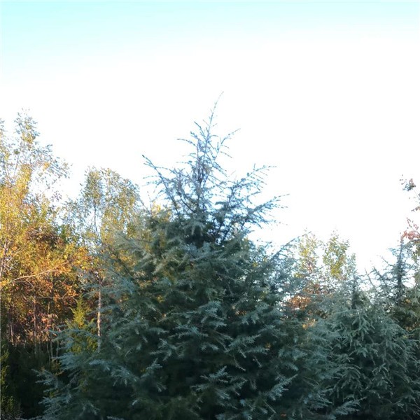 雪松