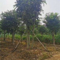 丛生朴树