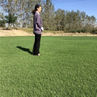 草皮