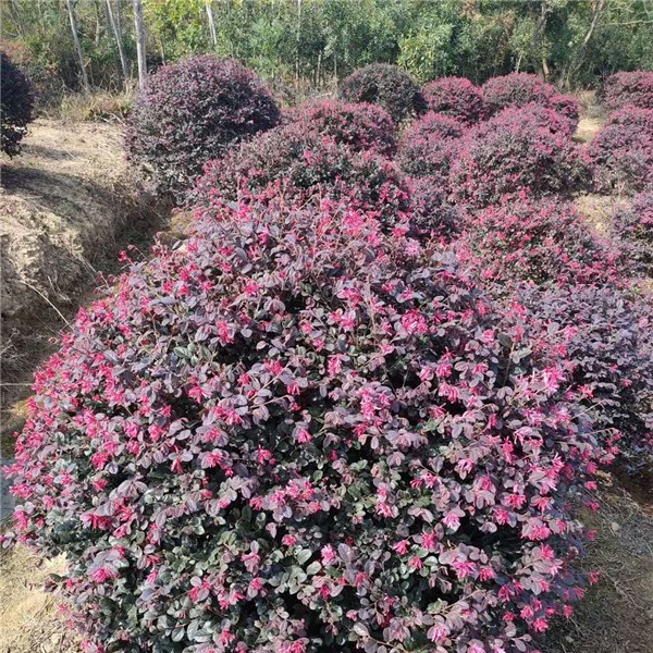 红花继木