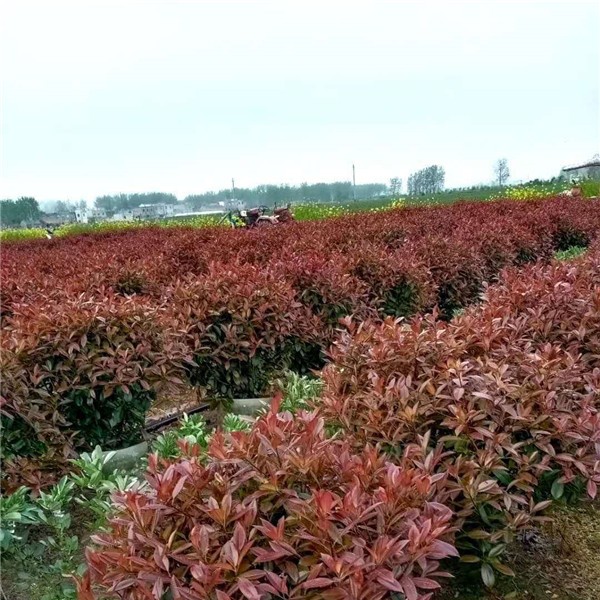 红叶石楠大桶苗