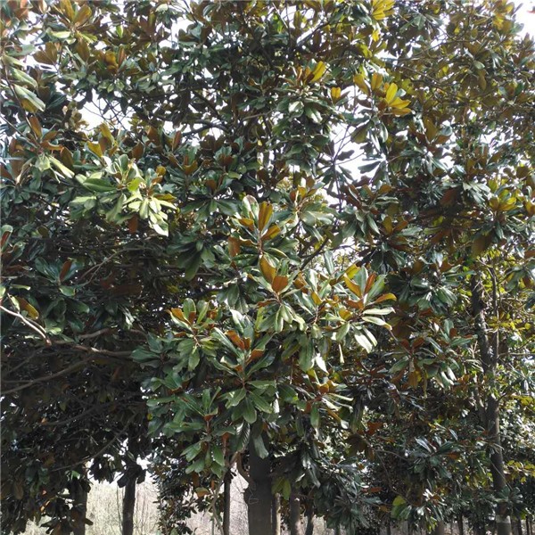 广玉兰