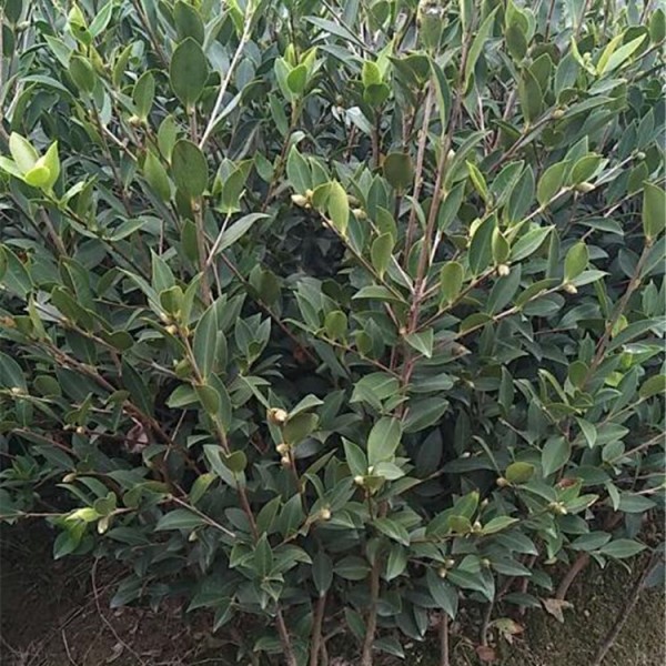 三、四年生良种嫁接油茶苗大杯苗