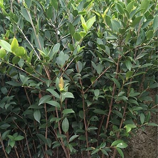 三、四年生良种嫁接油茶苗大杯苗