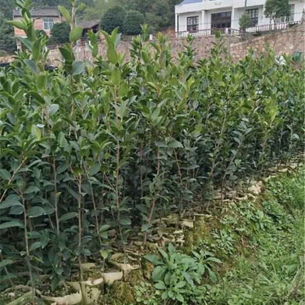 二年生良种嫁接油茶苗大杯苗