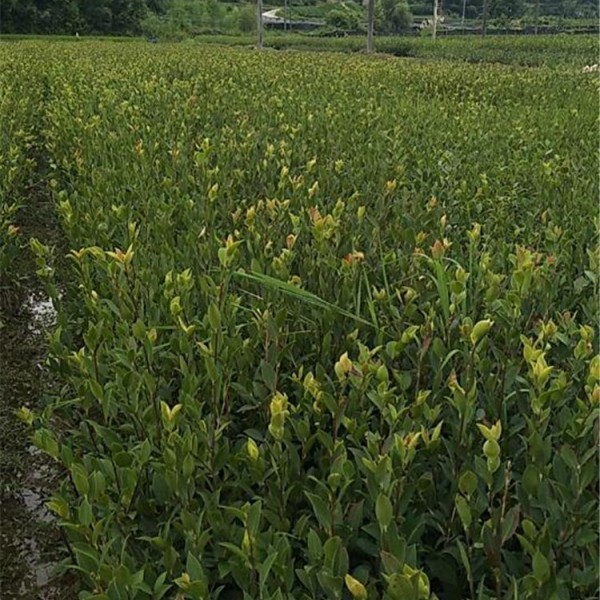 二年生良种嫁接油茶苗中杯苗(容器苗)