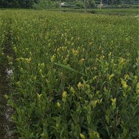二年生良种嫁接油茶苗中杯苗(容器苗)