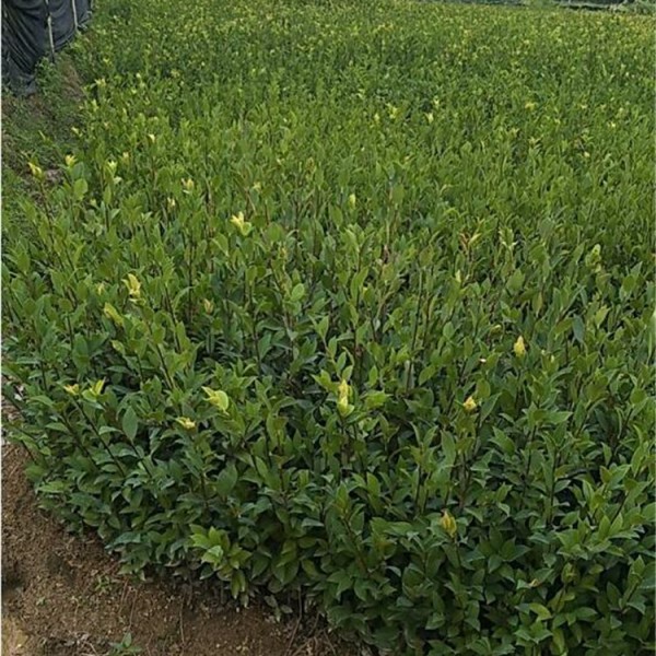 二年生良种嫁接油茶苗中杯苗(容器苗)