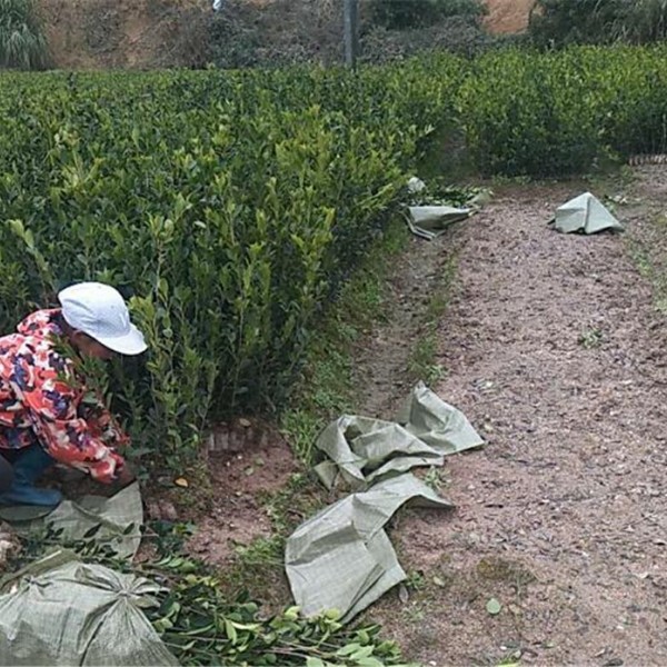 工人在拔苗(二年中杯苗)