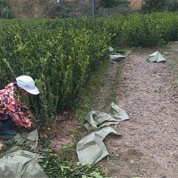 工人在拔苗(二年中杯苗)