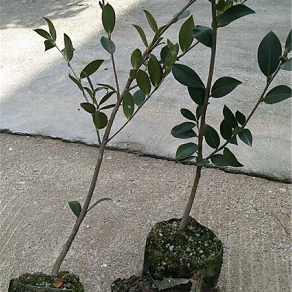 四年生良种嫁接油茶大杯苗
