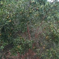 十二年嫁接油茶树挂油茶果