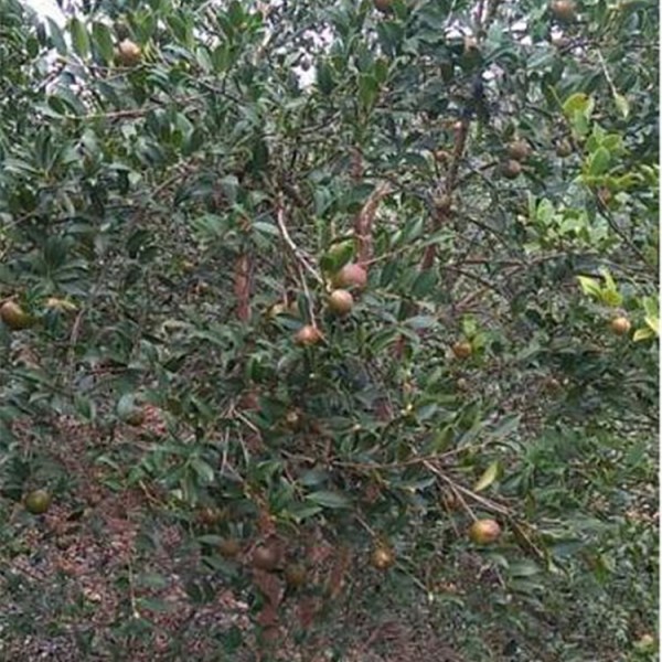 嫁接油茶树挂油茶果