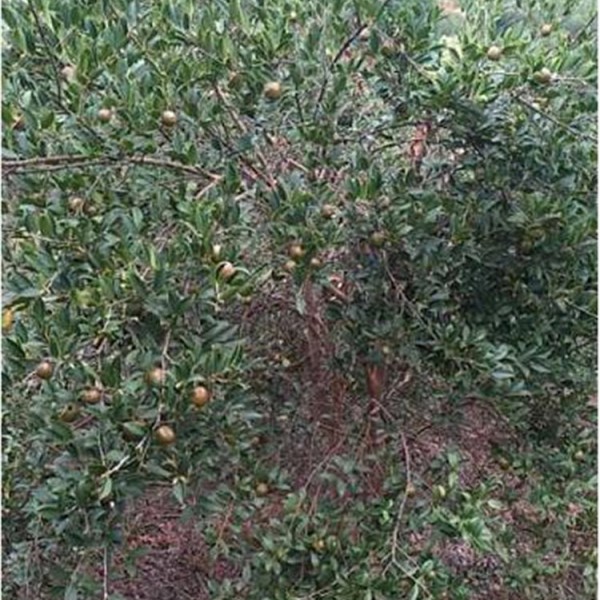 油茶树挂油茶果