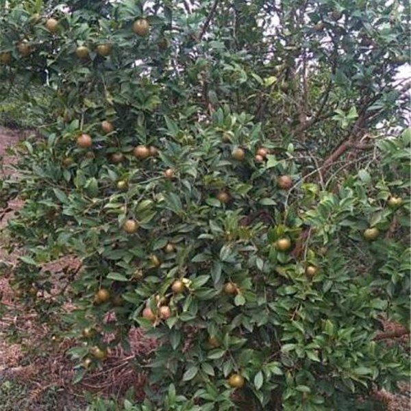 油茶树挂油茶果