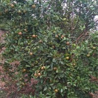 油茶树挂油茶果