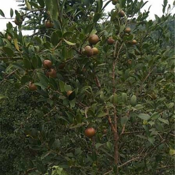 油茶树已经结油茶果