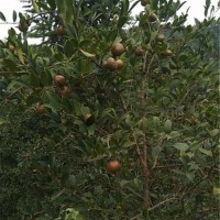 油茶树已经结油茶果