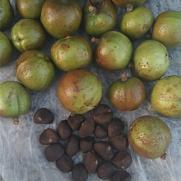 油茶果