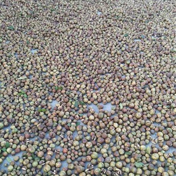 油茶果