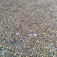 油茶果