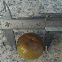 茶果直径4厘米
