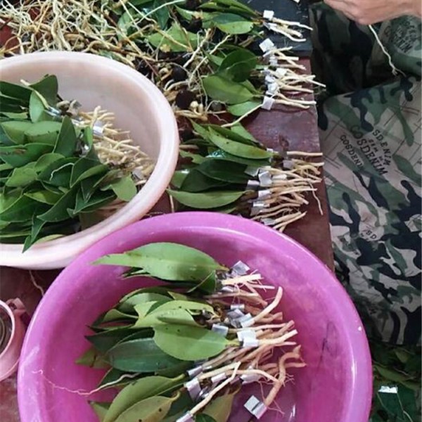 工人在嫁接油茶苗