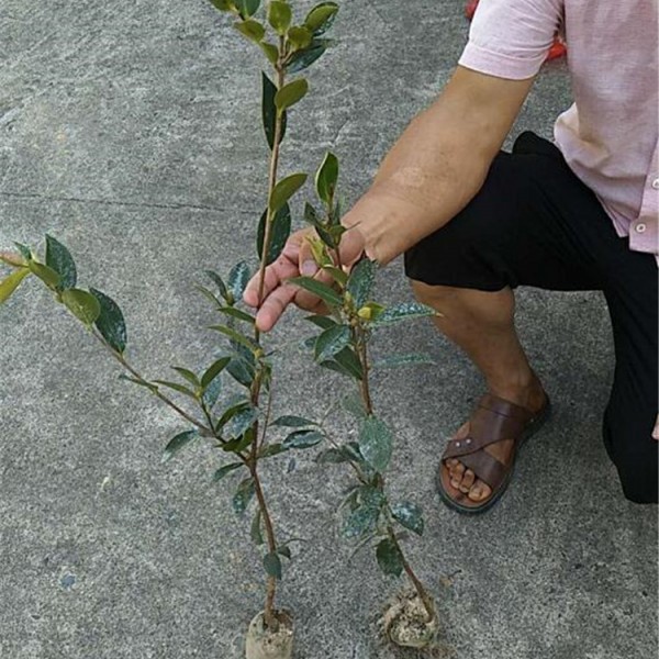 二年生良种嫁接油茶苗