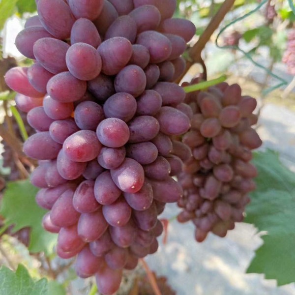 辽宁省茉莉香葡萄苗建园小苗货到付款保湿邮寄