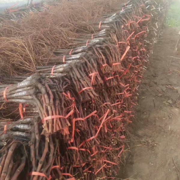 云南弥勒茉莉香葡萄苗建园小苗直销价格