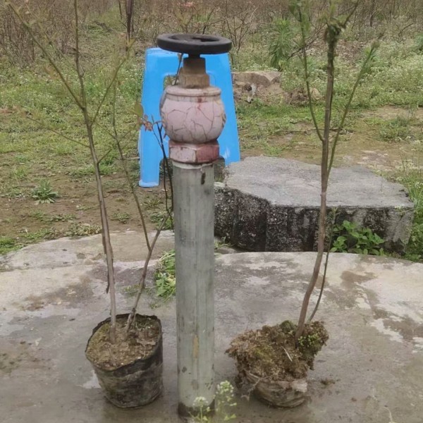 吉林蓝莓苗建园小苗，出售1-7年当年结果品种蓝莓苗易成活