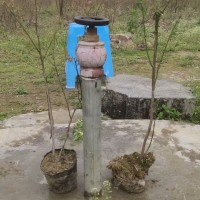 吉林蓝莓苗建园小苗，出售1-7年当年结果品种蓝莓苗易成活