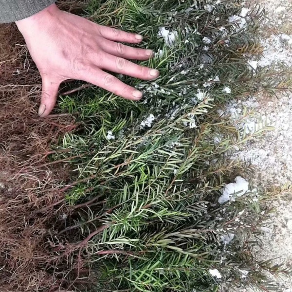 吉林红豆杉苗价格，四平东北红豆杉苗占地苗保湿邮寄