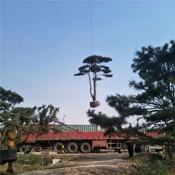 造型观赏松