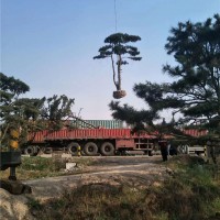 造型观赏松